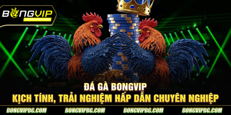 Đá gà bongvip kịch tính, trải nghiệm hấp dẫn chuyên nghiệp